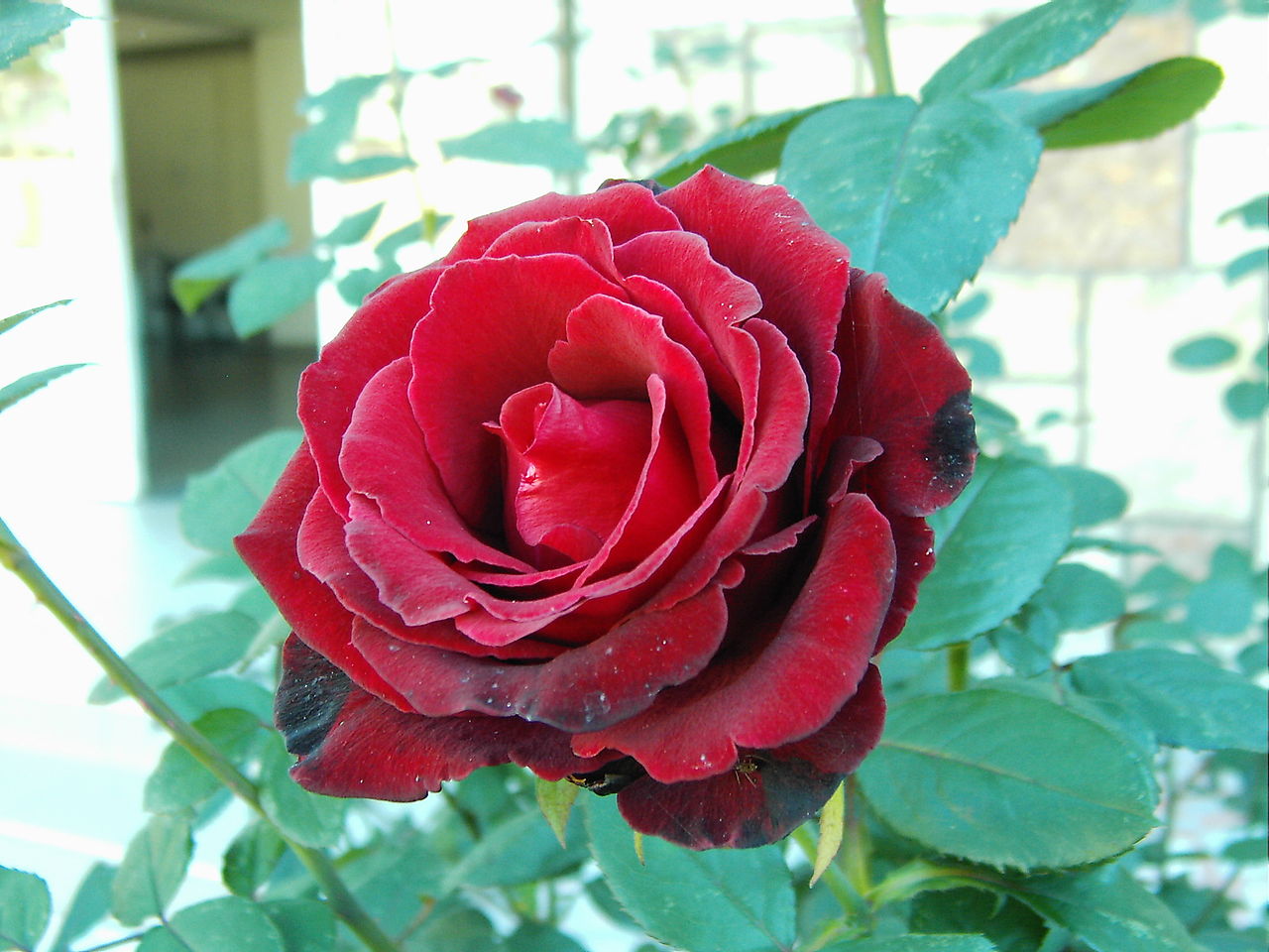 Rosa ‘Dancing in the Dark’ in 2 Gallon Pot – Fraser Valley Rose Farm