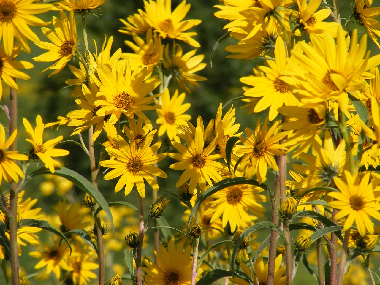 Maximilian Sunflower In 1 Gallon Pot – Fraser Valley Rose Farm