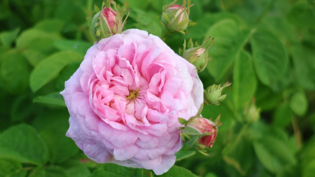 Duchesse de Montebello, a Gallica Rose