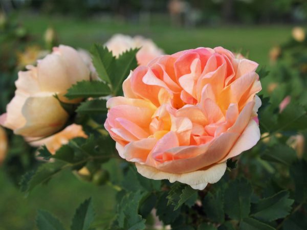 Rosa 'Prairie Peace' in 2 gallon pot