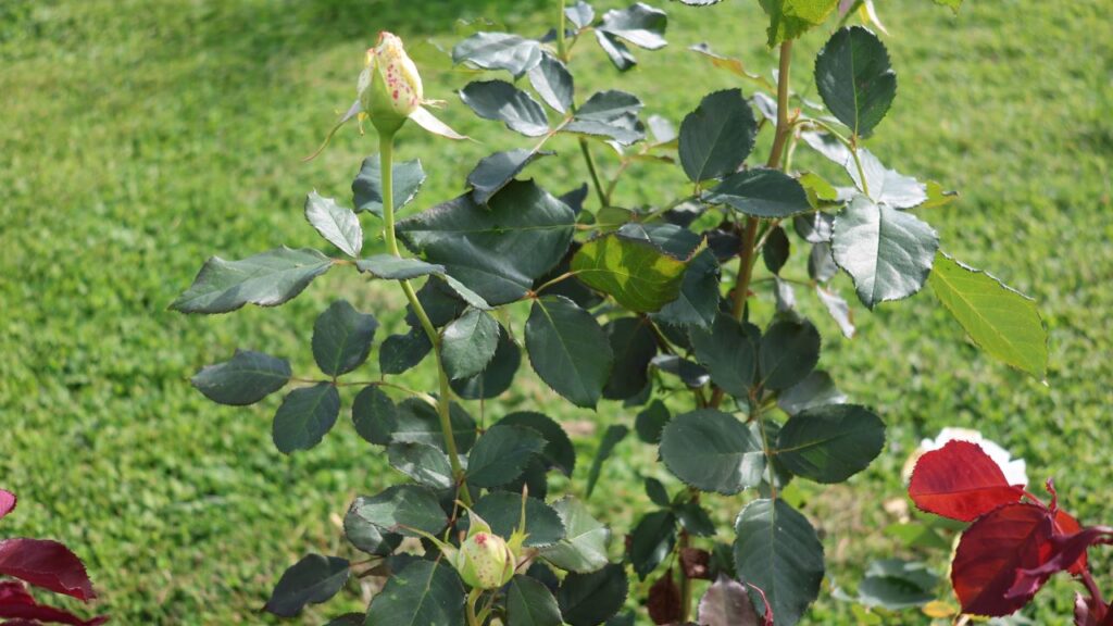 Healthy rose at right stage for cuttings