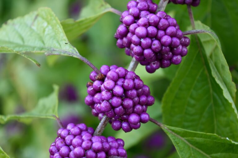 Winter Garden Plants