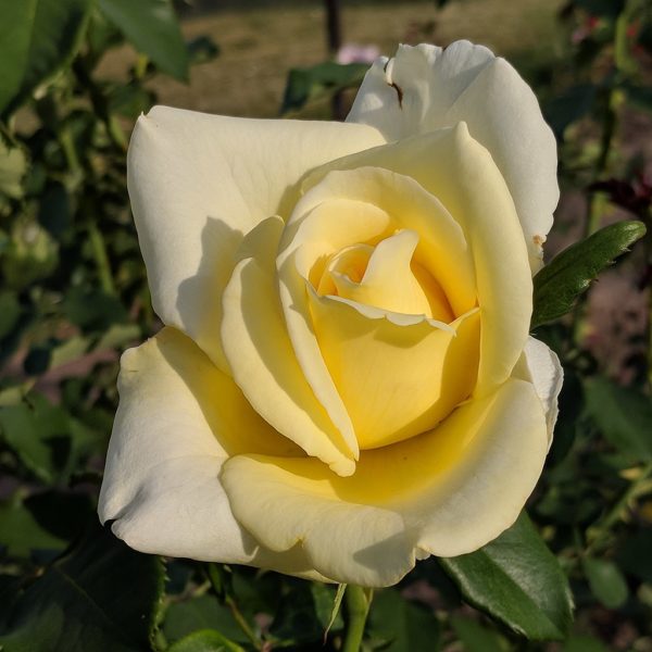 Rosa 'Elina' in 2 Gallon Pot