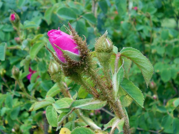 Rosa x centifolia 'Muscosa' (Common Moss) in 1 Gallon Pot