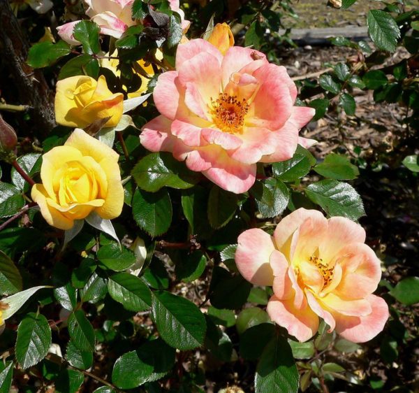 Rosa 'Laura Ford' in 2 Gallon Pot