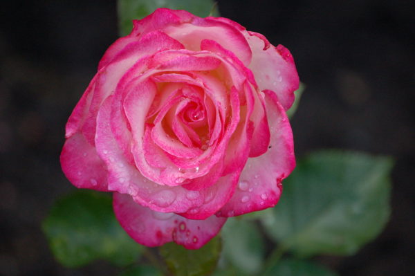 Rosa 'Nicole' in 3 Gallon Pot