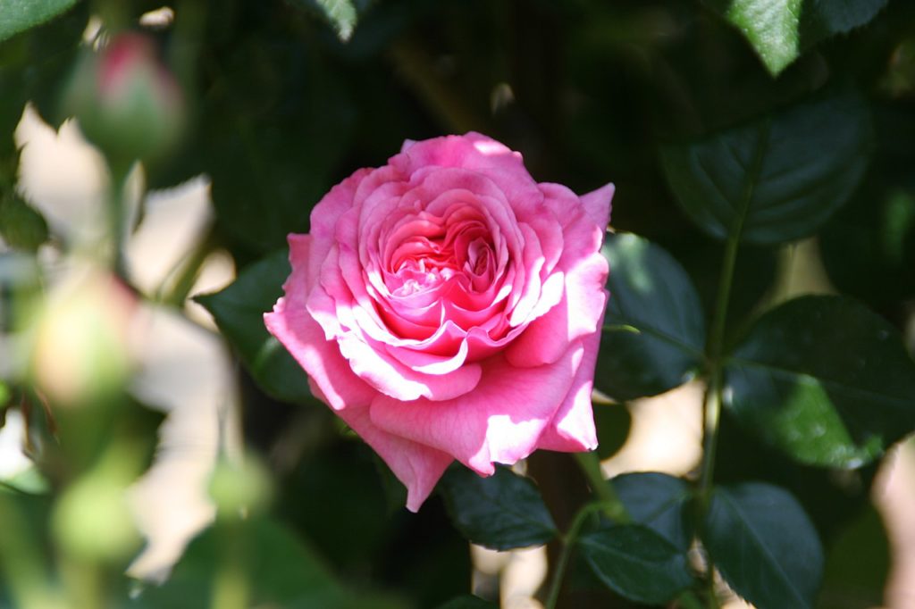 Rosa ‘Aloha’ (1949) in 2 Gallon Pot – Fraser Valley Rose Farm