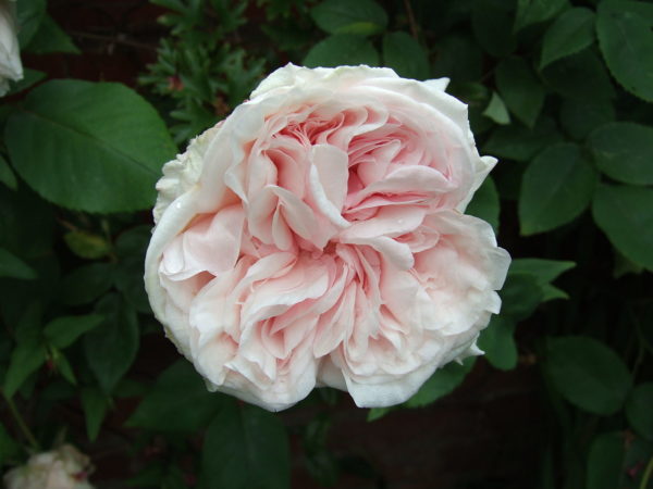 Rosa 'Souvenir de la Malmaison' in 9cm Pot