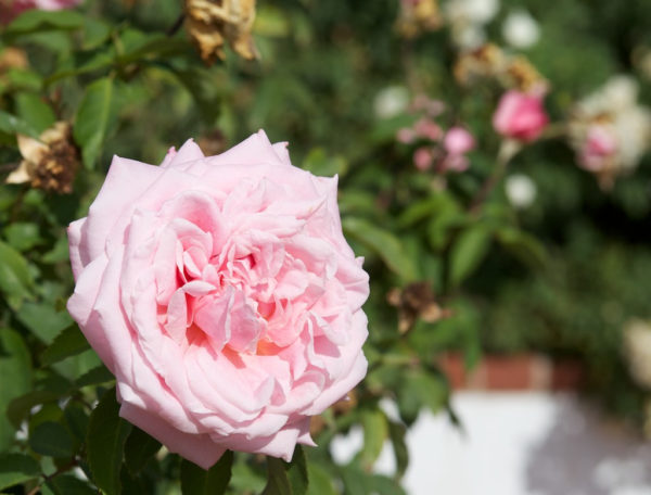 Rosa 'Belinda's Dream' in 2 Gallon Pot