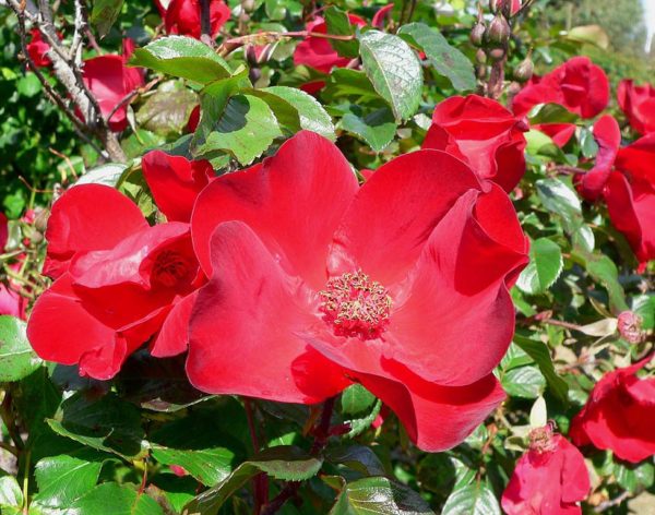 Rosa 'Robusta' (KORgosa) in 2 Gallon Pot