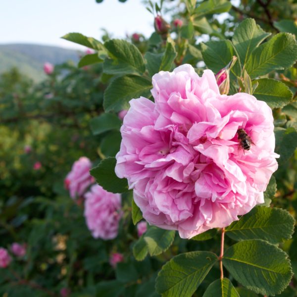 Rosa 'Betty Will' in 2 Gallon Pot