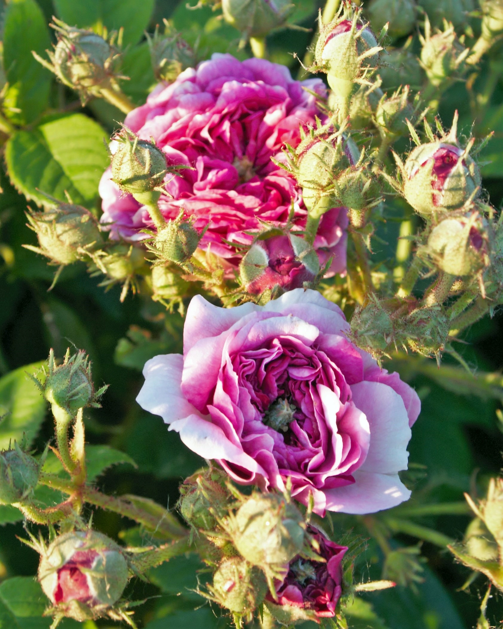 Rosa 'Heaven's Eye' in 2 Gallon Pot