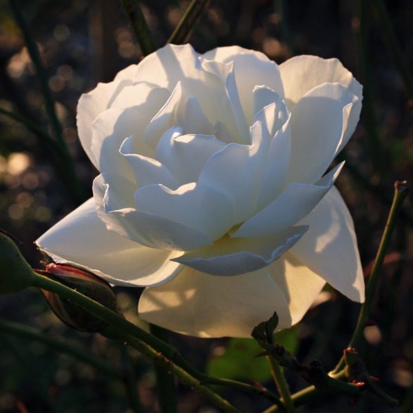 Rosa 'Iceberg' (KORbin) Shrub Form in 2 Gallon Pot