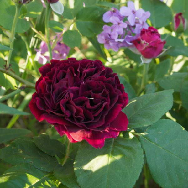 Rosa 'Souvenir du Docteur Jamain' in 9cm Pot