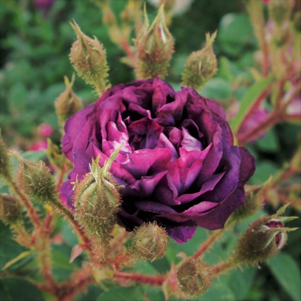 Rosa 'William Lobb' in 2 Gallon Pot