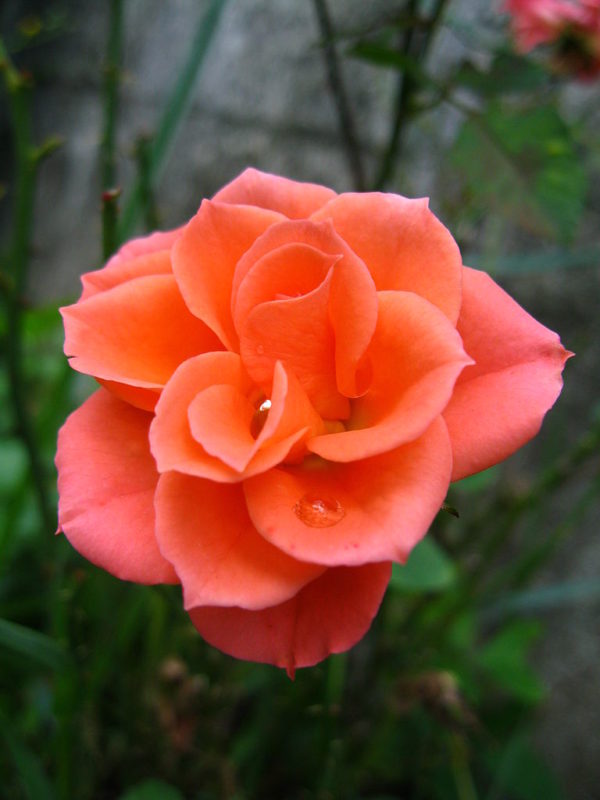 Rosa 'Copper Kettle' in a 2 Gallon Pot