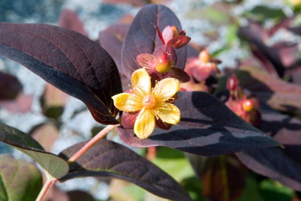 1280px Hypericum Androsaemum Albury Purple 0zz