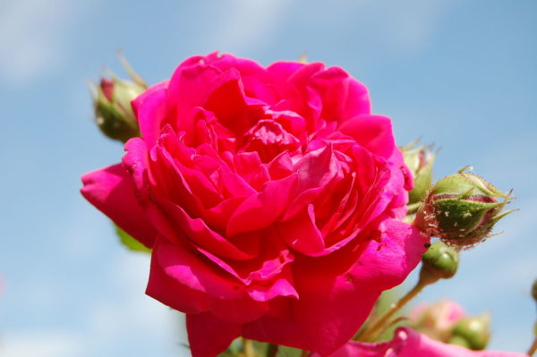 Rosa 'Laguna' in 2 Gallon Pot