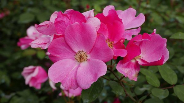 Rosa 'Betty Prior' in 2 Gallon Pot