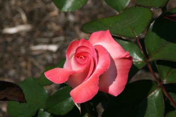 Rosa 'Gemini' in 2 Gallon Pot