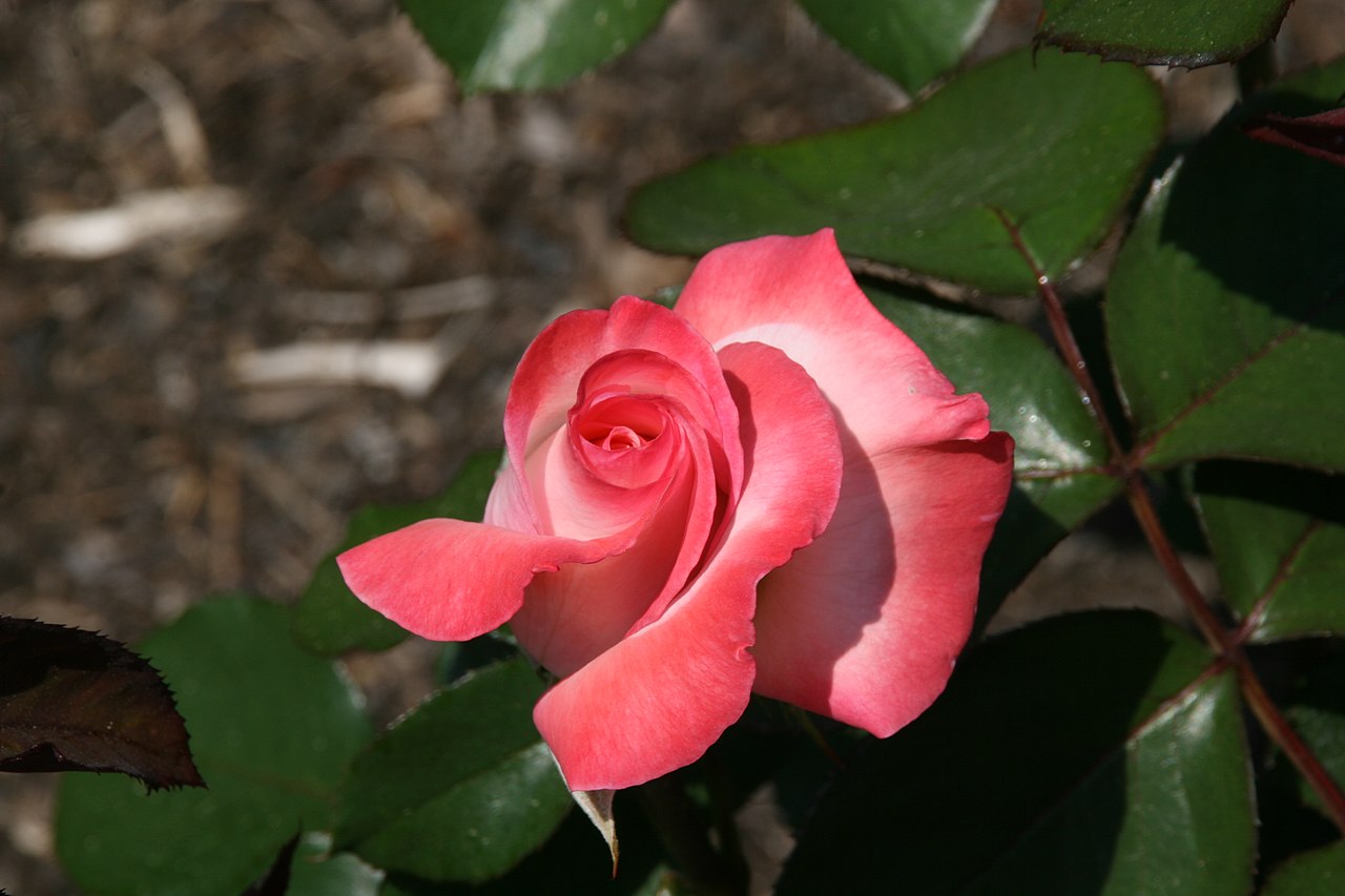 almi rose gemini dates