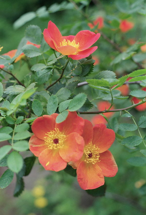 Rosa 'Austrian Copper' in 2 Gallon Pot