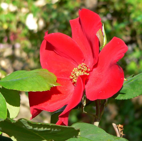 Rosa 'Altissimo' in 2 Gallon Pot