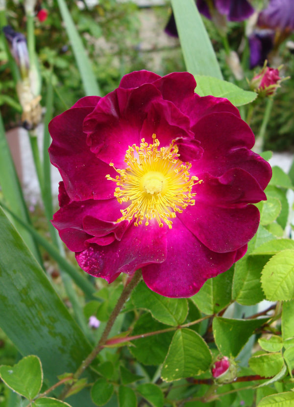 Rosa 'La Belle Sultane' in 2 Gallon Pot