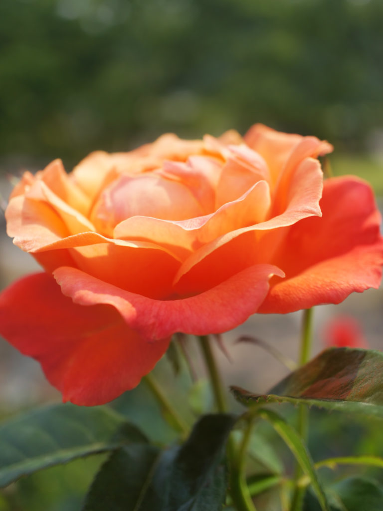 Rosa 'Fellowship' in 9cm Pot - Fraser Valley Rose Farm