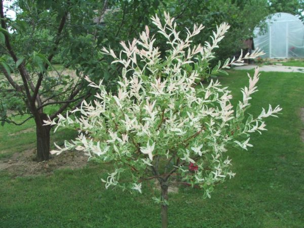 Dappled Willow in 1 Gallon Pot