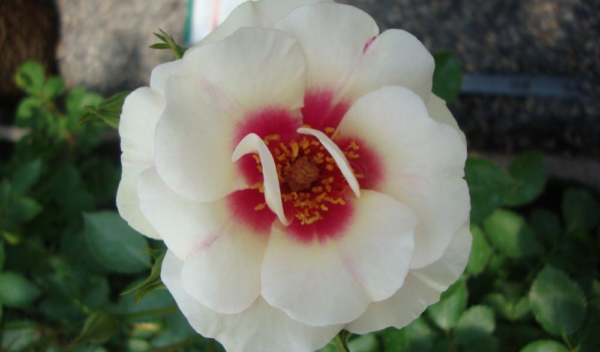 Rosa 'Bull's Eye' in 2 Gallon Pot