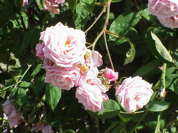 Rosa 'Blossomtime' in 2 Gallon Pot