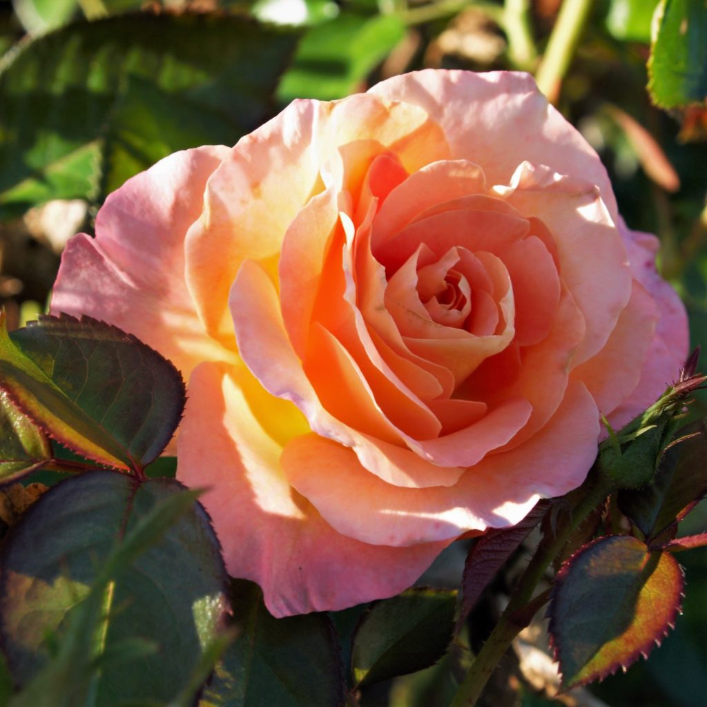 Rosa ‘Day Breaker’ in 2 Gallon Pot – Fraser Valley Rose Farm