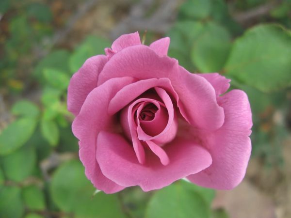 Rosa 'Heirloom' in 2 Gallon Pot