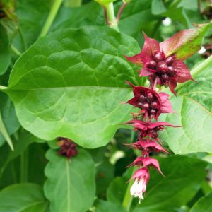 Leycesteria