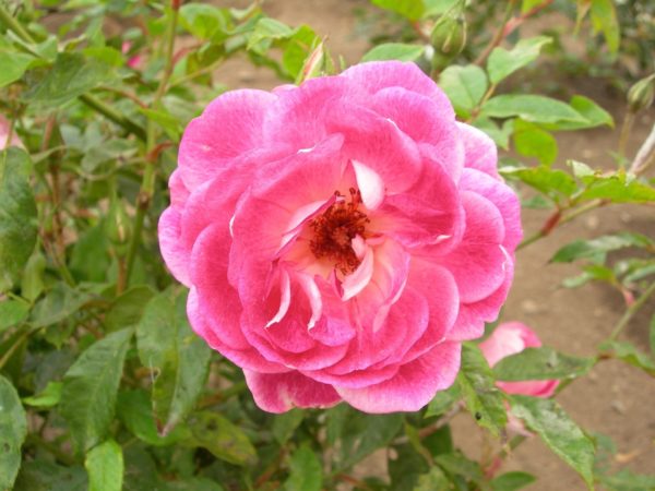 Rosa 'Brilliant Pink Iceberg' in 2 Gallon Pot