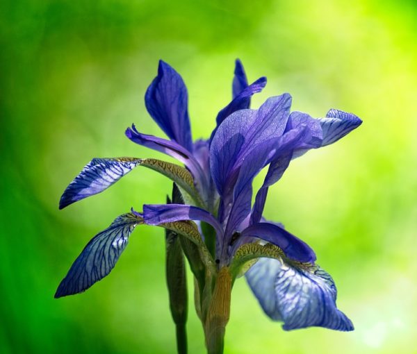 'Papillon' Iris in 1 Gallon Pot