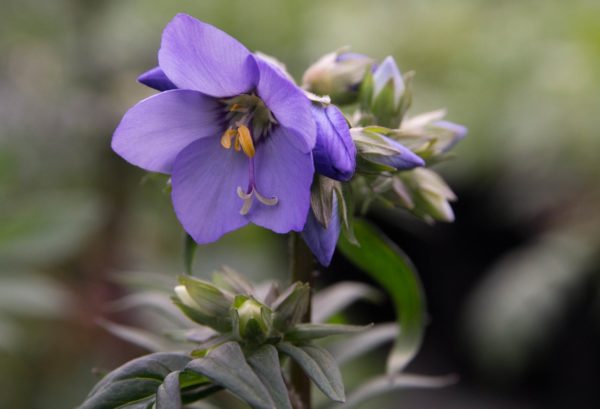 'Purple Rain' Jacob's Ladder in 1 gallon pot