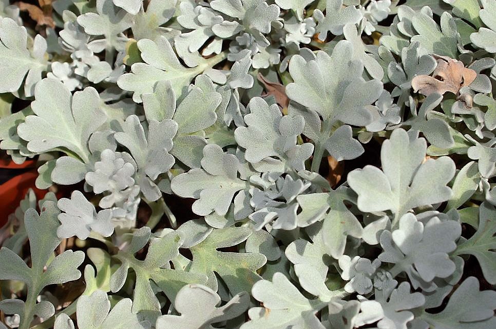 ‘Mori’s Strain’ artemisia in 9cm Pot – Fraser Valley Rose Farm