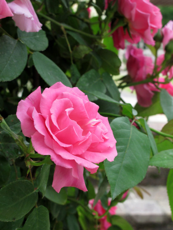 Rosa 'Zéphirine Drouhin' in 2 Gallon Pot