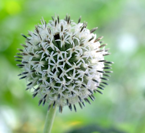 White Globe Thistle in 1 Gallon Pot