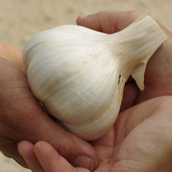 Elephant Garlic 11cm