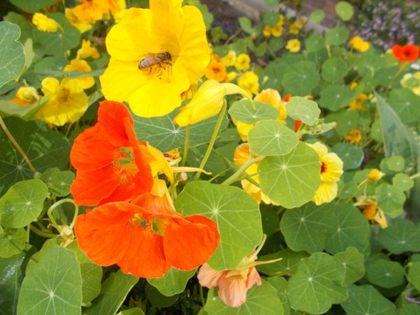 Nasturtium 9cm