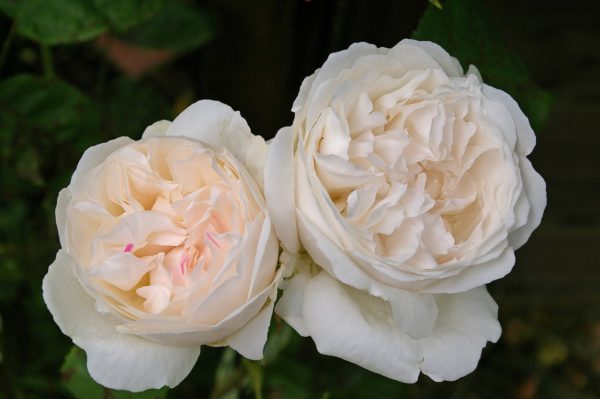 Rosa 'Winchester Cathedral' in 2 Gallon Pot