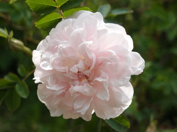 Rosa 'Stanwell Perpetual' in 2 Gallon Pot