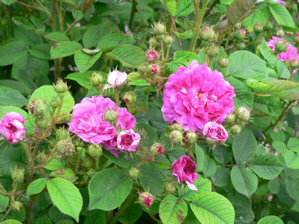 Rosa 'Seven Sisters' in 2 gallon pot