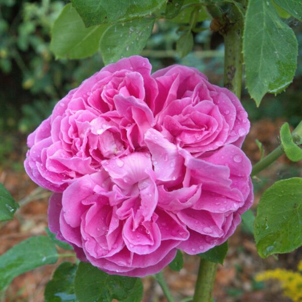 Rosa 'Paul Neyron' in 2 gallon pot