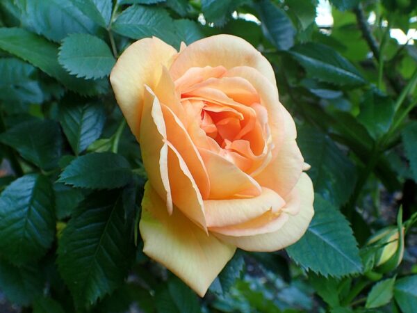 Rosa 'Maigold' in 2 gallon pot