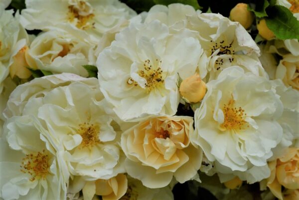 Rosa 'Goldfinch' in 2 gallon pot