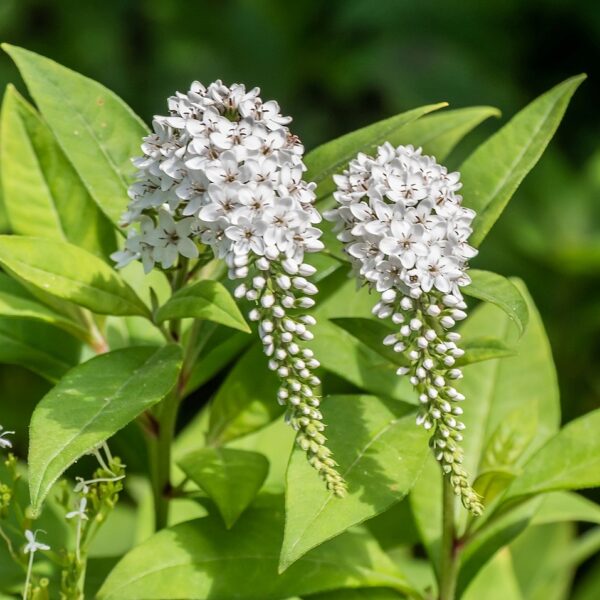 Gooseneck Loosestrife in 1 gallon pot